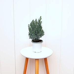 LIVE 4” pot Moonlit Cypress, False Cypress Tree, Plant mom dad gift, Rare fragrant houseplant, Housewarming gift, Mom birthday gift