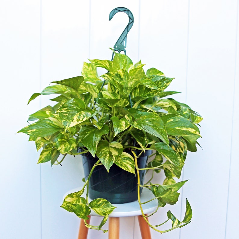 LIVE 8” hanging basket Golden Pothos Plant - Thumbnail 4