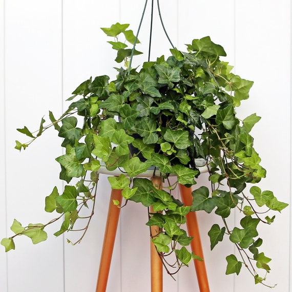 LIVE 8 Hanging Basket Ivy Plant, Hedera Helix, Hanging Plant, Birthday  Gift, Housewarming Gift, Sympathy Gift, Low Light Plant, Office Gift - Etsy