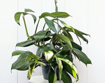LIVE 8” hanging basket Philodendron Dragon Tail, Rare Live house plant, Christmas gift, Housewarming gift, Birthday plant lover gift