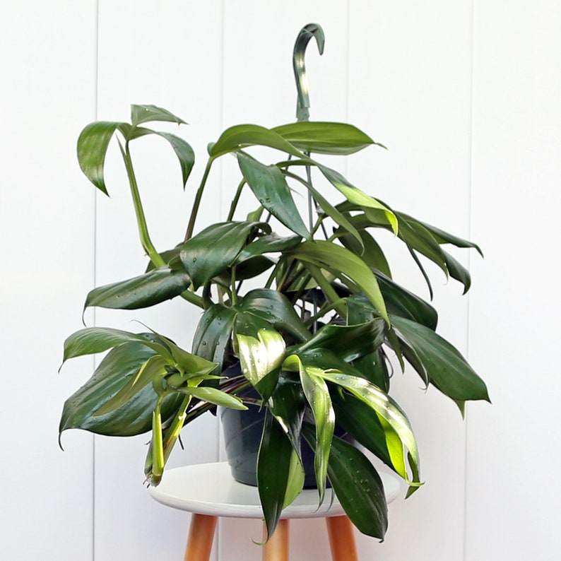 May include: A green leafy plant with large, dark green leaves growing in a dark green pot. The plant is hanging from a hook and is sitting on a white stool with wooden legs.