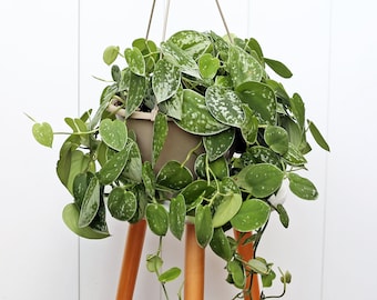 LIVE 8” hanging basket Silver Satin, Silvery Ann, Scindapsus Pictus, Get well gift, Thank you gift, Eco-friendly gift, Father&#39;s day gift