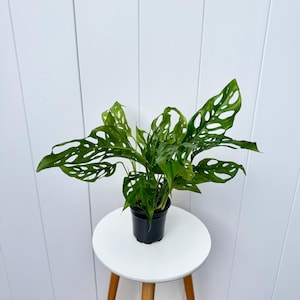 May include: A green Monstera adansonii plant with large, perforated leaves in a black plastic pot. The plant is sitting on a white stool.