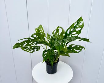 LIVE 4” pot Swiss Cheese, Monstera Adansonii, Tropical trailing houseplant, Birthday gift for her, Couples gift, Mini monstera, Mothers day
