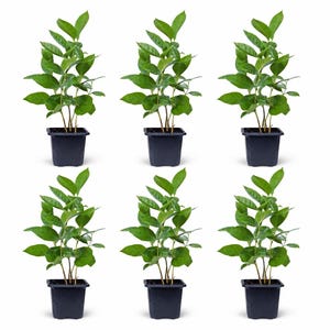 May include: Six small potted plants with vibrant green leaves and slender brown stems. The plants are in square, black plastic pots, arranged against a white background. The leaves are a lush green, and the plants appear healthy.