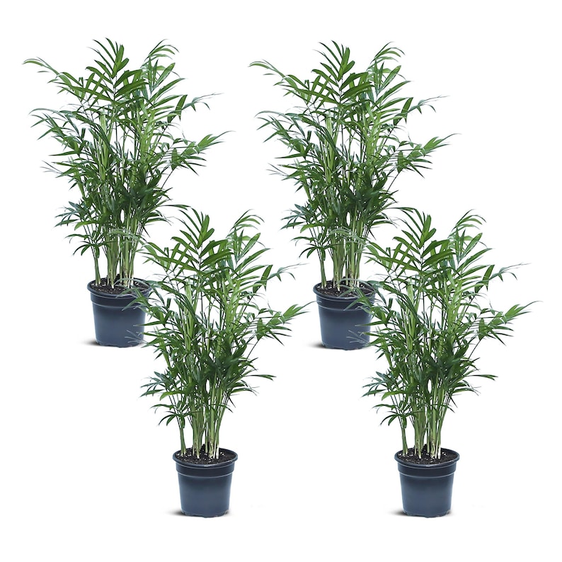 RootedFriends Parlor Palm Plant