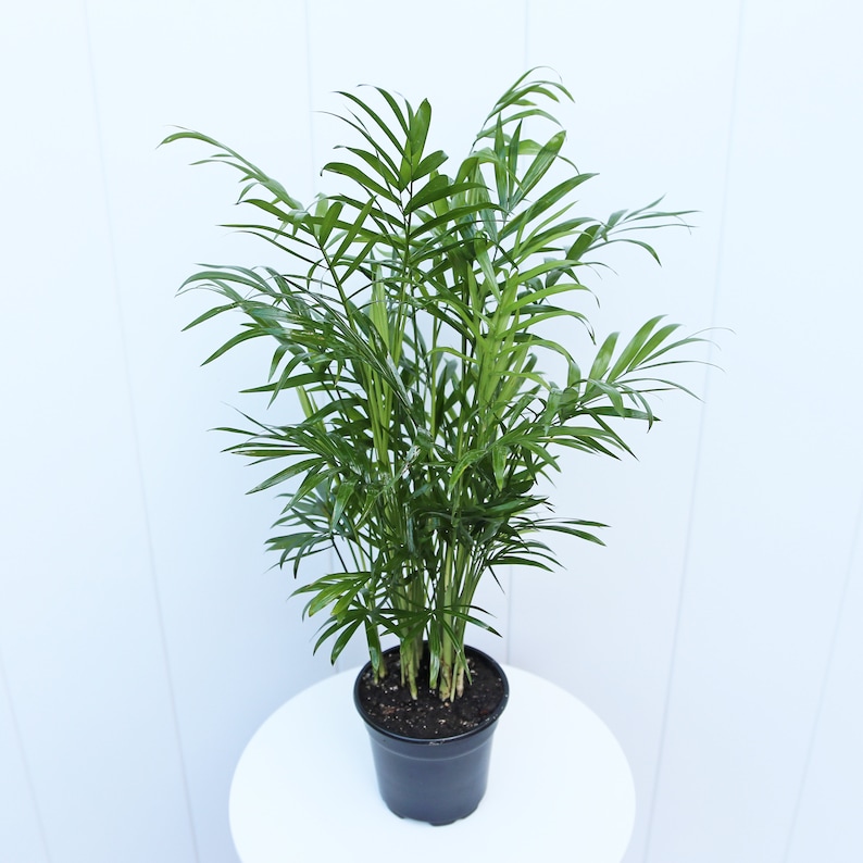RootedFriends Parlor Palm Plant - Thumbnail 4