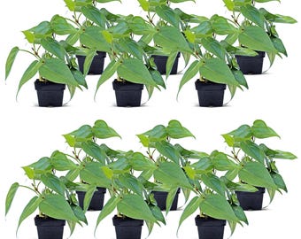 12 PACK LIVE 3” pot Heartleaf Philodendron, Hederaceum house plant, Plant lover gift, Office indoor plant, Christmas bundles, Birthday gift