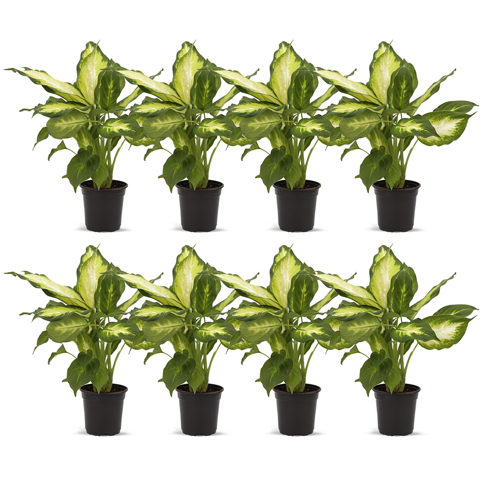 dracaena reflexa var angustifolia Dracaena 'Magenta'