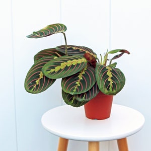 LIVE 4” pot Red Maranta, Prayer plant, Mom gift plant, Gardening gift, Memorial gift, Plant wall decor, Thanksgiving gift, Valentine's gift