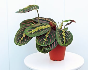 LIVE 4” pot Red Maranta, Prayer plant, Mom gift plant, Gardening gift, Memorial gift, Plant wall decor, Thanksgiving gift, Valentine&#39;s gift