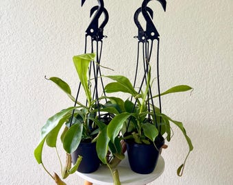 4 PACK LIVE 4" hanging basket Pitcher Plant Alata, Rare house plant, Mom birthday gift, Gardening gift, Christmas gift, Rare houseplant