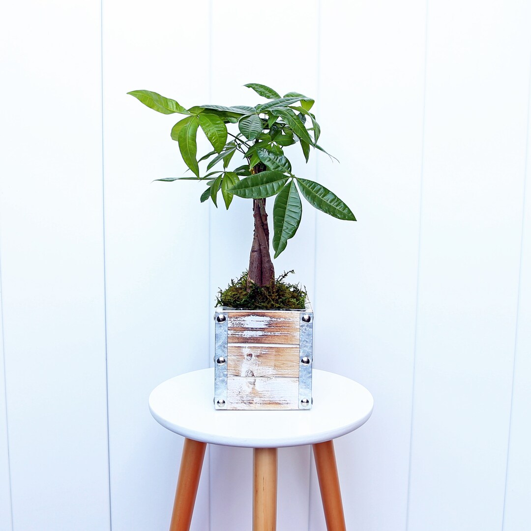 LIVE 5 Wooden Pot Money Tree, Pachira Aquatica, Good Luck Tree