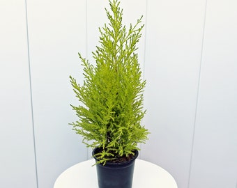 LIVE 4” pot Goldcrest Lemon Cypress, Christmas plant, Fragrant houseplant, Plant mom dad gift, Coworker office gift, Best friend gift