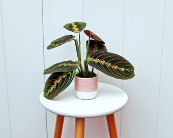 LIVE ceramic pot Red Prayer Plant, Red Maranta, Housewarming gift, Mother's day gift, Indoor plant in pot, Small house plant, Family gift