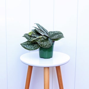 LIVE 4” pot Silver Satin Exotica, Scindapsus Pictus, Fully rooted variegated plant, Birthday gift, Housewarming gift, Christmas gift for him