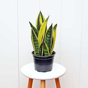 May include: A potted snake plant with green and yellow striped leaves in a black plastic pot. The plant is sitting on a white stool.
