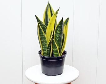 LIVE 6” pot Sansevieria Golden Flame Snake plant, Plant dad gift, Birthday gift, Christmas gift, Housewarming gift, Indoor potted plant