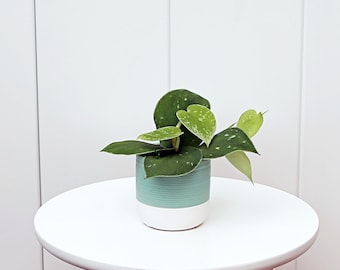 LIVE ceramic gift pot Scindapsus Pictus, Silvery Ann, Sympathy gift, Plant lover gift for new home, Variegated trailing houseplant