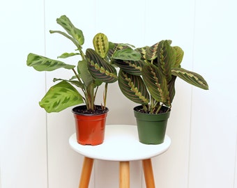 LIVE 4” pots Combo Red and Green Maranta, Prayer Plants, Mom gift plant, Thank you gift, Coworker Christmas gift, Indoor plant in pot