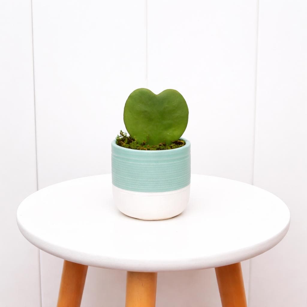 Heart-Shaped Hoya Plant