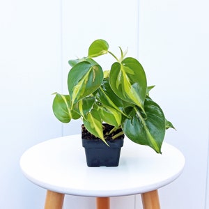 LIVE 3” pot Brazilian Philodendron Plant, Brazilian Philo plant, Trailing indoor plant, Office gift plant, Fully rooted houseplant