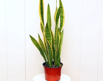 LIVE 6” pot Sansevieria Superba, Snake Plant, Sansevieria Light, Mom gift plant, Grandma gift, Plant lover gift, Gardening gift