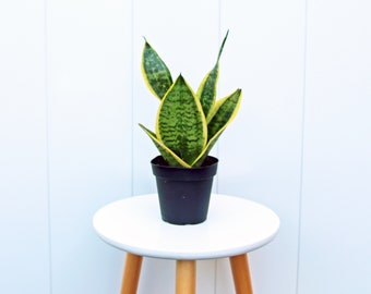 May include: A potted snake plant with green and yellow striped leaves in a black plastic pot, sitting on a white stool with wooden legs.