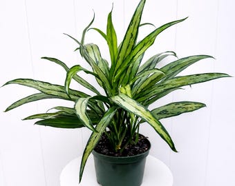 LIVE 6” pot Aglaonema Cutlass, Sword-leaf Aglaonema, Plant dad gift, Gardening gift, Office gift for co-worker, Plant lover gift