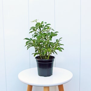 May include: A small green leafy plant in a black plastic pot, sitting on a white table with wooden legs.