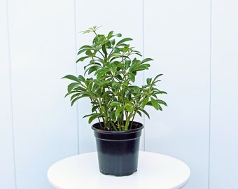 LIVE 4” pot Arboricola Hawaiian plant, Schefflera arb plant, Plant mom gift, Anniversary gift for him, Best friend gift, Mother's day gift