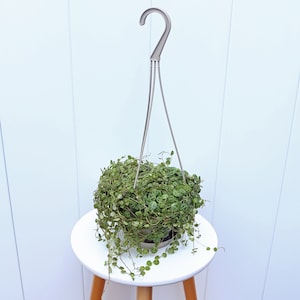 LIVE 4.5” hanging pot String of Turtles, Peperomia Prostrata, Trailing indoor plant, Housewarming gift, Birthday gift, Couples gift