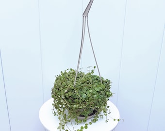 LIVE 4.5” hanging pot String of Turtles, Peperomia Prostrata, Trailing indoor plant, Housewarming gift, Birthday gift, Couples gift