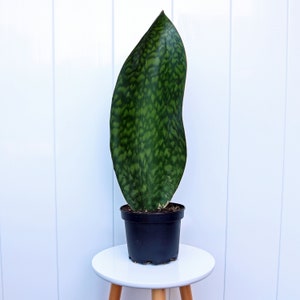 May include: A single, large, green snake plant leaf with dark green markings in a black plastic pot on a white pedestal table.