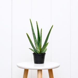 May include: A potted aloe vera plant with long, green, speckled leaves. The plant is in a black pot, sitting on a small, white, round table with wooden legs. The background is a white wall.