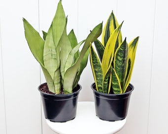 LIVE 6” pots Combo Sansevieria Golden Flame & Moonshine, Snake plant, Birthday gift, Christmas gift, Housewarming gift, Indoor plants in pot