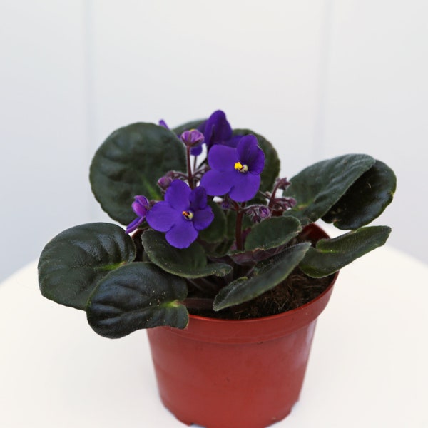 LIVE 4” pot African Violets, Saintpaulia, blooming plants, Flowering Christmas plants, Birthday gift, Housewarming gift plant, Get well gift