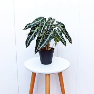 LIVE 4” pot Alocasia Bambino Jewel Alocasia, Plant lover gift, Fully rooted evergreen plant, Birthday gift, Mother&#39;s day gift, Office gift