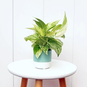 LIVE ceramic pot Marble Queen Pothos, Variegated Pothos, Housewarming gift for first home, Mother&#39;s day gift, Sympathy gift, Daughter gift