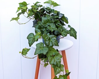 LIVE 6” pot Ivy Plant, Hedera Helix, Plant gift for home, Dad Christmas gift, Valentine's gift, Grief gift, Sympathy gift, Housewarming gift
