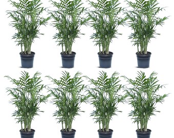 LIVE Combo 3 Inch Pots Palm Chamaedorea Elegans & Brazilian Philodendron,  Baseball Coach Gift, Special Friend Gift, Math Teacher Gift - Etsy