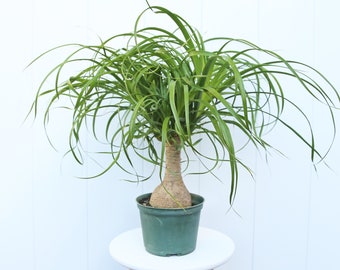 LIVE 6” pot Ponytail Palm Bottle Palm bonsai, Palm tree plant, Memorial gift, Christmas gift for co-worker, Grandma gift, Couples gift