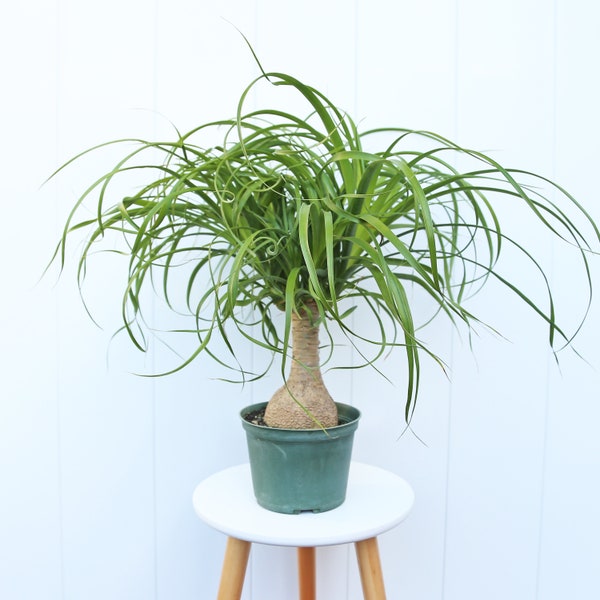 LIVE 6” pot Ponytail Palm Bottle Palm bonsai, Palm tree plant, Memorial gift, Christmas gift for co-worker, Grandma gift, Couples gift