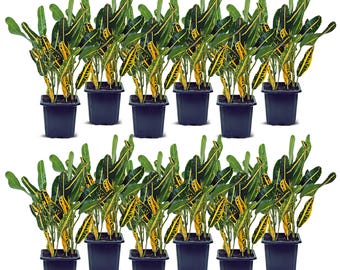 12 PACK LIVE 3” pot Banana Croton, Codiaeum Josephs Coat, Small tropical indoor potted plant, Air purifying plant bundles, Birthday gift