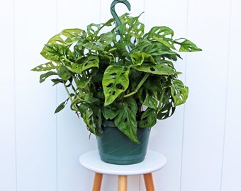 LIVE 8” hanging basket Swiss Cheese, Monstera Adansonii, Mom birthday gift plant, Boss Christmas gift, Memorial gift, Office gift for her