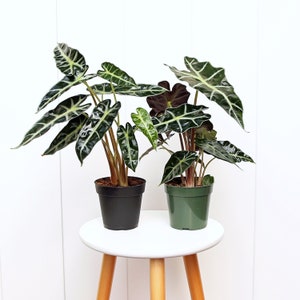 LIVE 4” pots Combo Alocasia Polly, Alocasia Bambino, Wedding decor, Christmas gift set, Valentine&#39;s gift, Pet memorial gift, Couples gift