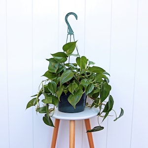 May include: A green hanging plant with heart-shaped leaves in a dark green pot, hanging from a green plastic hook. The plant is sitting on a light wood stool with a white top.