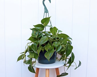 LIVE 8” hanging basket Heartleaf Philodendron Plant, Hederaceum plant, Hanging evergreen plant,  Grandparent gift, Boyfriend birthday gift