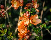 Flowers of the Chaenomeles japonica (Japanese quince) -limited edition signed serie of 200