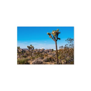 Joshua Tree Grußkarten-Set, 4x6-Blankokarten-Umschlag inklusive Nationalpark-Fotografie Kalifornien-Reise-Andenken Frameable Stationary